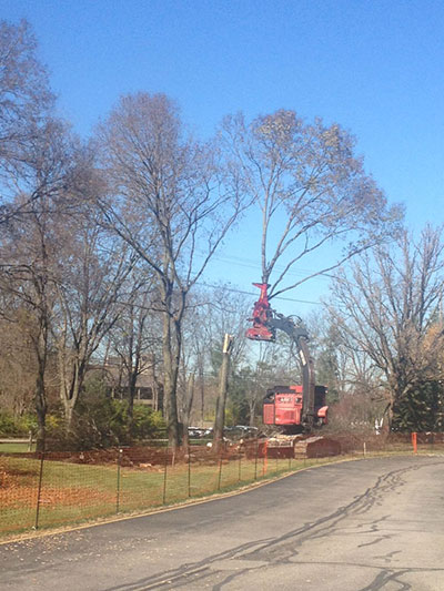 Removal of trees to make room for new construction