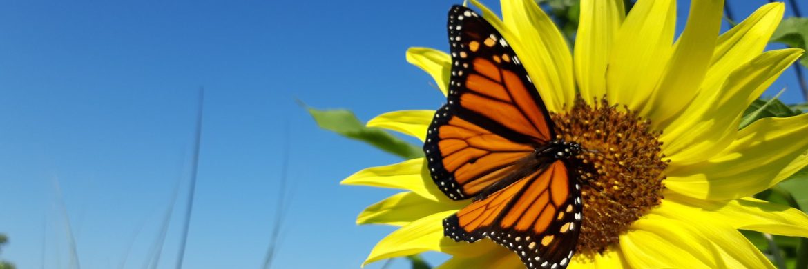 Butterfly on sunflower symbolizes wellness