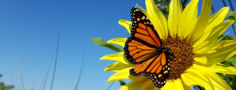 Butterfly on sunflower symbolizes wellness