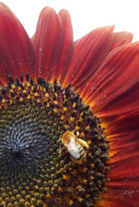 Bee on sunflower symbolizes spiritual wellness