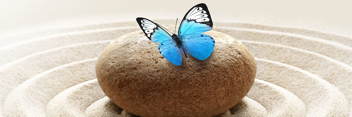 blue butterfly on rock in zen garden
