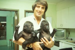 Jack Hanna with the twin gorillas