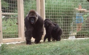 Gorillas at the Columbus Zoo