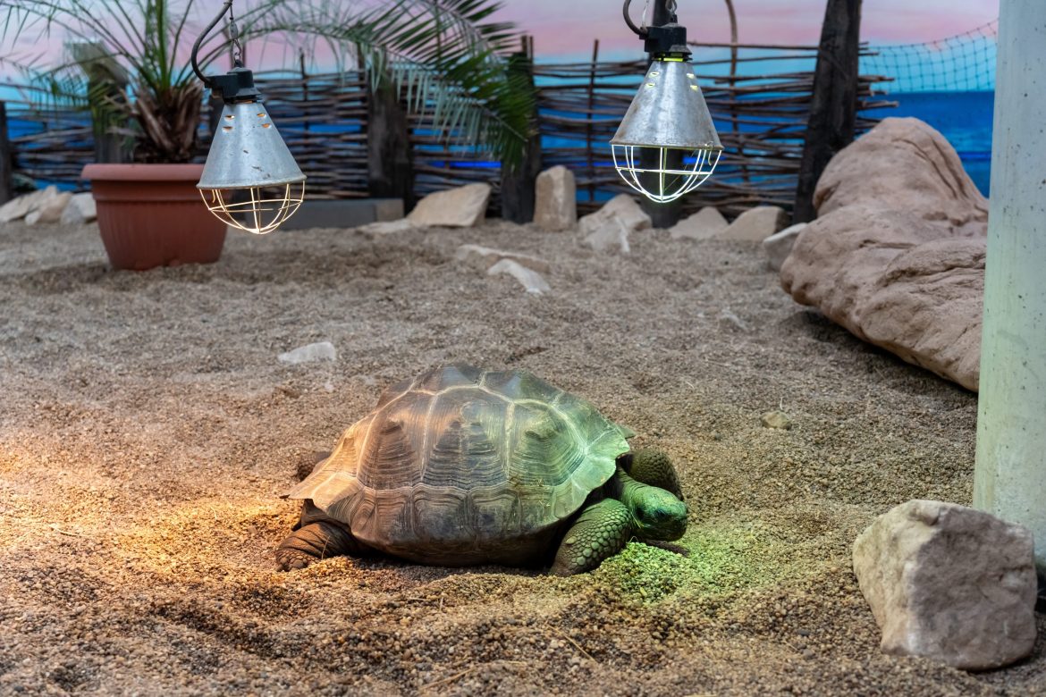 A tortoise in an inside zoo exhibit during winter.
